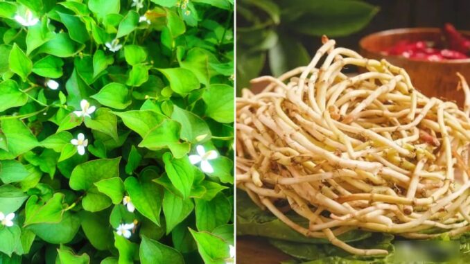 Rễ cây diếp cá là \’thuốc quý\’ mang lại lợi ích tuyệt vời, nhiều người không nên đem bỏ đi Rễ cây diếp cá là ’thuốc quý’ mang lại lợi ích tuyệt vời, nhiều người không nên đem bỏ đi