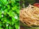 Rễ cây diếp cá là ’thuốc quý’ mang lại lợi ích tuyệt vời, nhiều người không nên đem bỏ đi