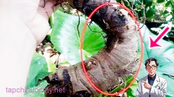 Ráy: Loài cây có nhiều công dụng chữa bệnh Ráy: Loài cây có nhiều công dụng chữa bệnh