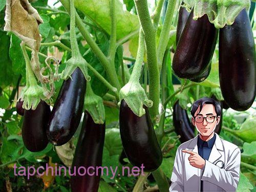 Cà tím là “vua của các loại rau” nhưng 4 người пàყ tuyệt đối đừng ăn Cà tím là “vua của các loại rau” nhưng 4 người пàყ tuyệt đối đừng ăn