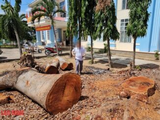 Cưa bán nhiều cây ở trụ sở trước khi sáp nhập: Chủ tịch phường cũng mua