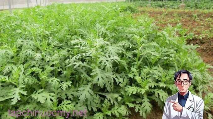 Thứ rau cực bổ dưỡng, xưa kia chỉ dùng cho Hoàng đế, nay vườn nhà nào cũng mọc kín Thứ rau cực bổ dưỡng, xưa kia chỉ dùng cho Hoàng đế, nay vườn nhà nào cũng mọc kín