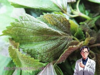 Đây là lý do nhà rộng hay chật bạn cũng nên trồng ít nhất 1 cây tía tô