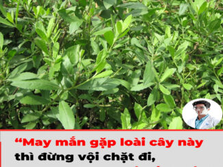 May mắn gặp loài cây này thì đừng vội chặt đi, hàng nghìn người sống lại với 7 bài thuốc từ lá của nó