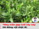 May mắn gặp loài cây này thì đừng vội chặt đi, hàng nghìn người sống lại với 7 bài thuốc từ lá của nó