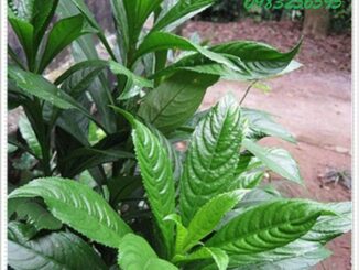 Những công dụng của cây xương sông
