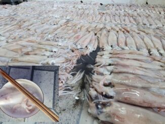 Tạm niêm phong trên 3,7 tấn hải sản ở Thái Bình để kiểm tra nguồn gốc