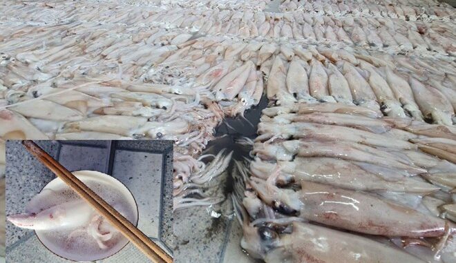 Tạm niêm phong trên 3,7 tấn hải sản ở Thái Bình để kiểm tra nguồn gốc Tạm niêm phong trên 3,7 tấn hải sản ở Thái Bình để kiểm tra nguồn gốc