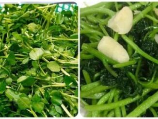 Loại rau được Mỹ đánh giá có chứa nhiều dinh dưỡng bậc nhất thế giới hóa ra được bán rất nhiều tại Việt Nam