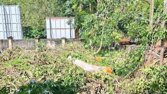 Chặt cây ở trụ sở xã bán lấy tiền tặng quà cán bộ nghỉ hưu Chặt cây ở trụ sở xã bán lấy tiền tặng quà cán bộ nghỉ hưu