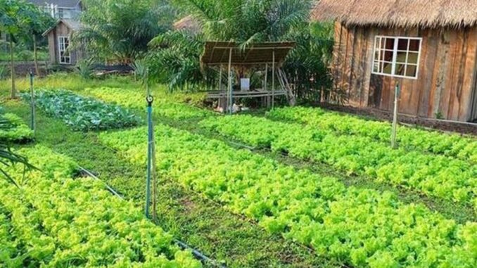 Ai chưa chuyển đất vườn tạp sang đất ở thì làm ngay vì hiện nay không m:ất 1 đồng Ai chưa chuyển đất vườn tạp sang đất ở thì làm ngay vì hiện nay không m:ất 1 đồng