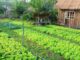 Ai chưa chuyển đất vườn tạp sang đất ở thì làm ngay vì hiện nay không m:ất 1 đồng