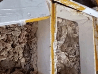 Phát hiện kho hàng tại Đà Nẵng chứa 3,5 tấn thịt, nội tạng bốc mùi đổi màu