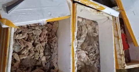 Phát hiện kho hàng tại Đà Nẵng chứa 3,5 tấn thịt, nội tạng bốc mùi đổi màu Phát hiện kho hàng tại Đà Nẵng chứa 3,5 tấn thịt, nội tạng bốc mùi đổi màu