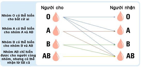 Nếu mang trong người nhóm máu O, bạn nhất định phải biết điều này để giữ lấy mạng sống của mình Nếu mang trong người nhóm máu O, bạn nhất định phải biết điều này để giữ lấy mạng sống của mình