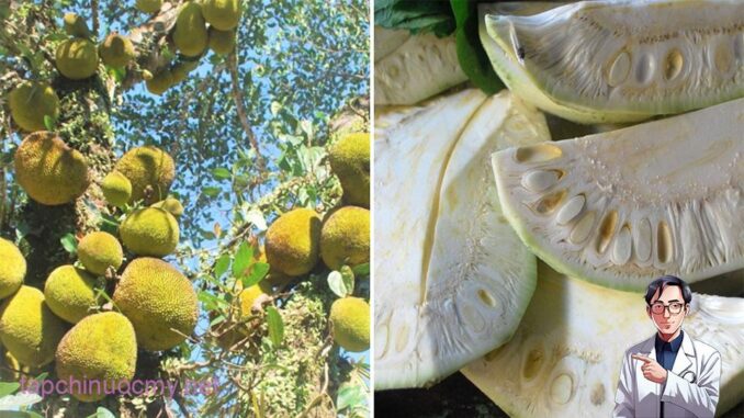 Tác dụng ít người biết của quả mít non Tác dụng ít người biết của quả mít non