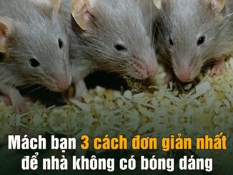 Mách bạn 3 cách đơn giản nhất để nhà không có bóng dáng con chuột nào