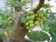 Quả sung: Vị thuốc dân gian chứa nhiều công dụng