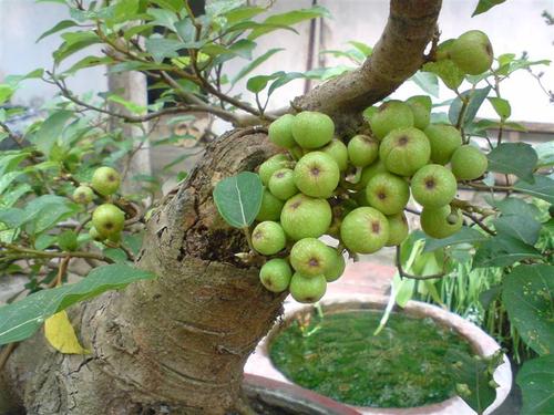 Quả sung: Vị thuốc dân gian chứa nhiều công dụng Quả sung: Vị thuốc dân gian chứa nhiều công dụng