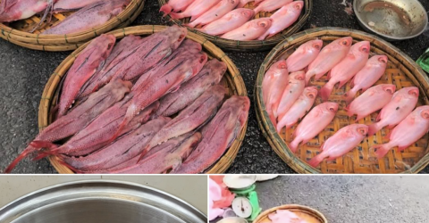Cá "nhuộm phẩm" ở Đà Nẵng là do được rửa bằng nước ngọt có màu?