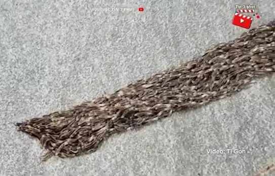 Video: Phát hiện vệt đen di chuyển trên sân, người phụ nữ lại gần kiểm tra liền nổi da gà Video: Phát hiện vệt đen di chuyển trên sân, người phụ nữ lại gần kiểm tra liền nổi da gà