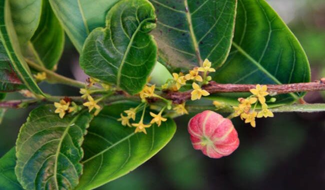 Cây Bòn Bọt (Chè Bọt) – Những cây thuốc và vị thuốc Việt Nam