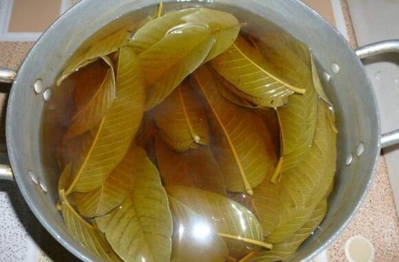 Uống nước lá ổi chữa tiểu đường mỗi ngày có hiệu quả không? Bác sĩ BV Bạch Mai cảnh báo sai lầm Uống nước lá ổi chữa tiểu đường mỗi ngày có hiệu quả không? Bác sĩ BV Bạch Mai cảnh báo sai lầm