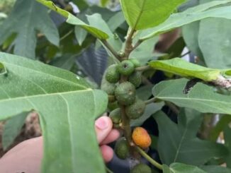 Cây vú bò – Vị thuốc kiện tỳ bổ phế