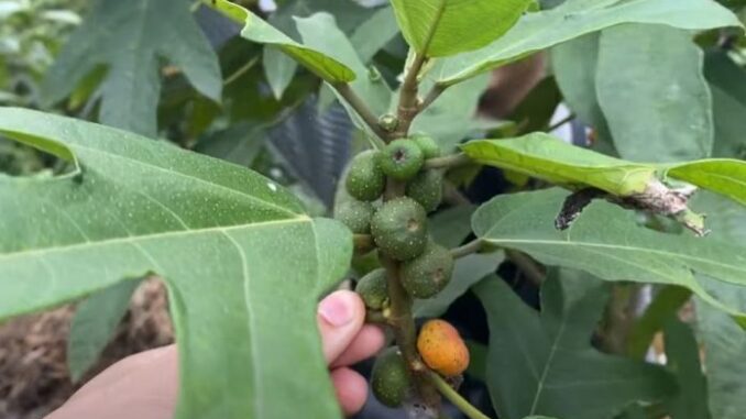 Cây vú bò – Vị thuốc kiện tỳ bổ phế