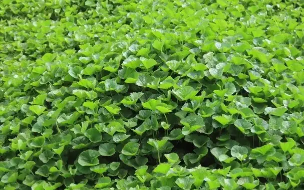Loại rau phá huỷ hơn 90% tế bào ung thư trong vòng 48h mà người Việt cứ ngỡ là rau dại mọc đầy đường Loại rau phá huỷ hơn 90% tế bào ung thư trong vòng 48h mà người Việt cứ ngỡ là rau dại mọc đầy đường