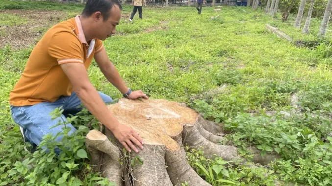 Xã tự ý chặt bán 17 cây xanh trong khuôn viên trụ sở