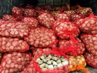 Bắt giữ gần 17 tấn ngao, hàu không rõ nguồn gốc đang đưa đi tiêu thụ ở Quảng Ninh