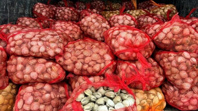 Bắt giữ gần 17 tấn ngao, hàu không rõ nguồn gốc đang đưa đi tiêu thụ ở Quảng Ninh