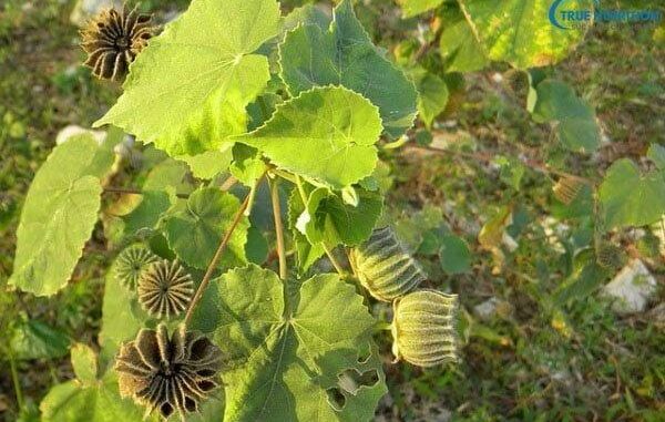 Công dụng chữa bệnh của cây cối xay
