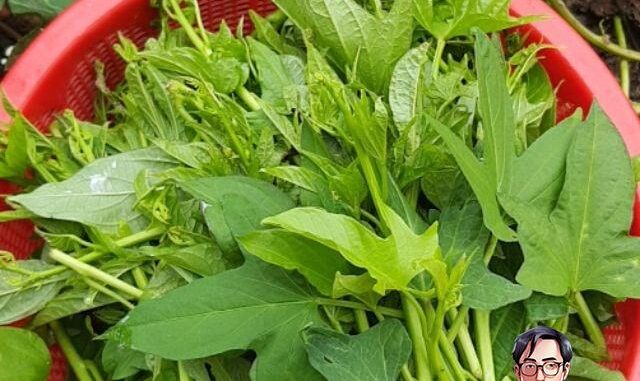 Loại rau tốt ngang “tiên dược”, là kẻ thù của ung thư: Mọc đầy ngoài vườn, nhiều người không biết mà ăn Loại rau tốt ngang “tiên dược”, là kẻ thù của ung thư: Mọc đầy ngoài vườn, nhiều người không biết mà ăn