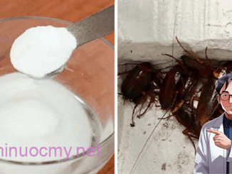 Mùa mưa đang tới: Chỉ chị em cách trộn bột giặt với đường giúp đuổi sạch muỗi và gián