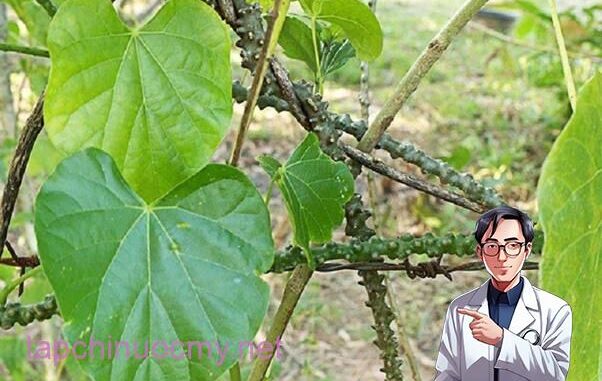 Dây thần thông và những tác dụng điều trị bệnh tuyệt vời Dây thần thông và những tác dụng điều trị bệnh tuyệt vời