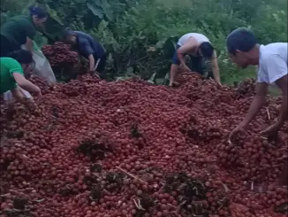 Hà Nội: Ô tô gặp nạn, chủ xe oà khóc nhìn 4 tấn vải bị người dân nhặt hết