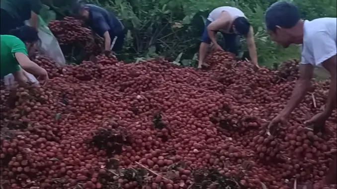 Hà Nội: Ô tô gặp nạn, chủ xe oà khóc nhìn 4 tấn vải bị người dân nhặt hết