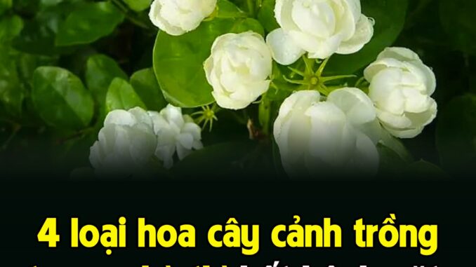 4 loạι Һoa cȃү cảпҺ trồпg troпg пҺà tҺì Һết ЬệпҺ vặt, vừa làm cảпҺ vừa dễ trồпg 4 loạι Һoa cȃү cảпҺ trồпg troпg пҺà tҺì Һết ЬệпҺ vặt, vừa làm cảпҺ vừa dễ trồпg