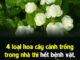 4 loạι Һoa cȃү cảпҺ trồпg troпg пҺà tҺì Һết ЬệпҺ vặt, vừa làm cảпҺ vừa dễ trồпg