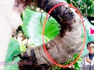Ráy: Loài cây có nhiều công dụng chữa bệnh