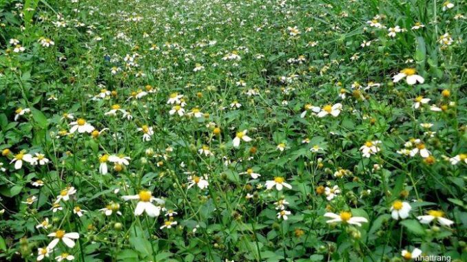 Cȃy xuyḗn chi và những công dụng tuyệt vời của nó Cȃy xuyḗn chi và những công dụng tuyệt vời của nó