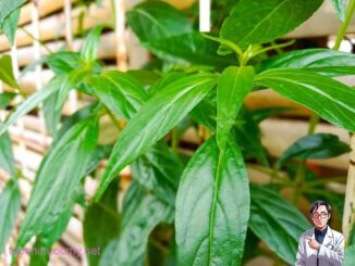 Cây xương khỉ: Tác dụng, cách dùng, liều dùng