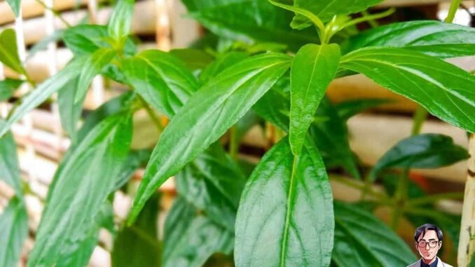 Cây xương khỉ: Tác dụng, cách dùng, liều dùng Cây xương khỉ: Tác dụng, cách dùng, liều dùng