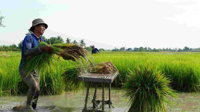 Giá đền bù đất trồng lúa năm 2025 là bao nhiêu? Giá đền bù đất trồng lúa năm 2025 là bao nhiêu?