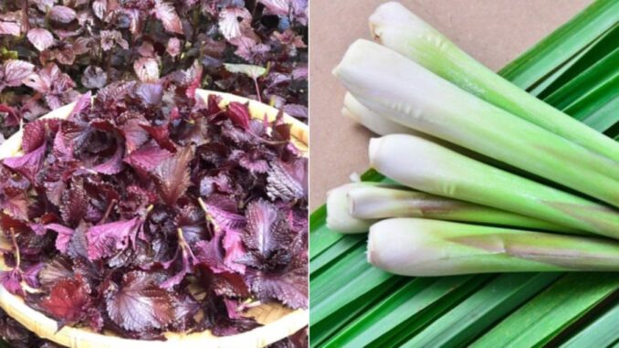 Nấu nước lá tía tô thêm vài nhánh sả, cơ thể nhận được 7 lợi ích tuyệt vời này Nấu nước lá tía tô thêm vài nhánh sả, cơ thể nhận được 7 lợi ích tuyệt vời này