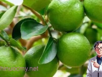 Lá chanh là báu vật cực tốt sức khỏe, thật không may 90% mọi người không biết mà dùng
