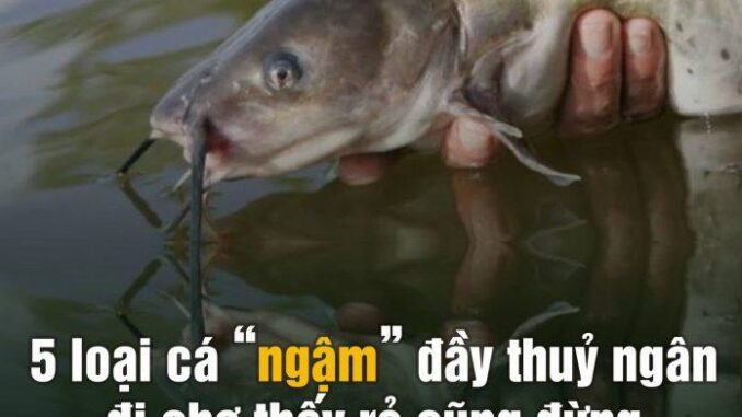 5 loại cá “ngậm” đầy thuỷ ngân, đi chợ thấy rẻ cũng đừng có ham 5 loại cá “ngậm” đầy thuỷ ngân, đi chợ thấy rẻ cũng đừng có ham