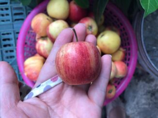 5 loại quả nằm trong ‘sách đen’ gây bệnh, nuôi tế bào uпg thư: Dù rẻ mấy cũng đừng mua ăn